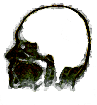 Skull